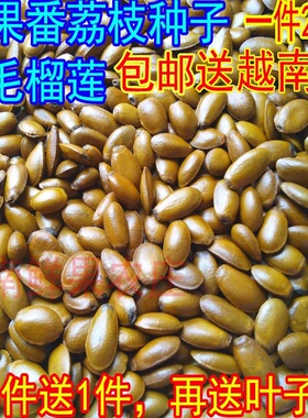 新鲜野生刺果番荔枝种子红毛榴莲种子soursop种子半斤装包邮