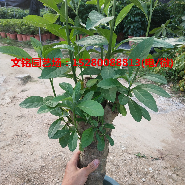 南非叶盆栽马来西亚将军叶正宗扁桃斑鸠菊植物