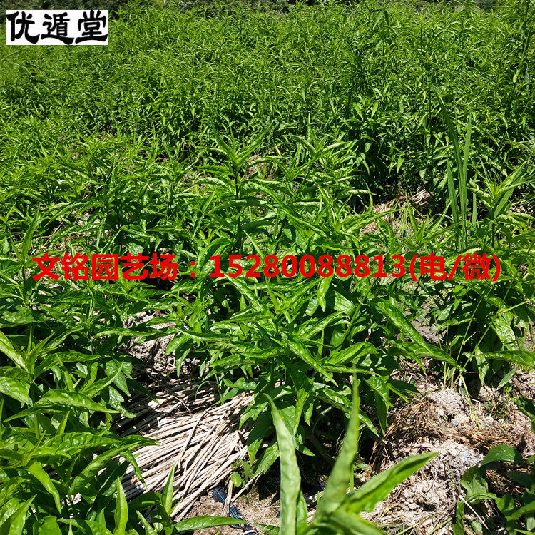 忧遁草盆栽 优顿草 鳄嘴花苗 药用沙巴蛇草黎王草优遁草植物