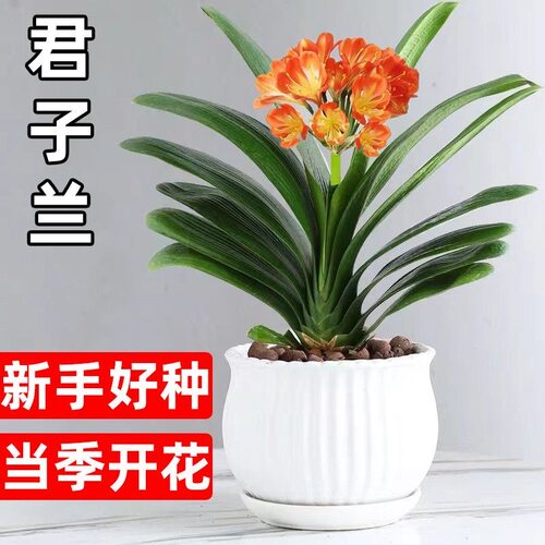 君子兰室内水培绿植好养