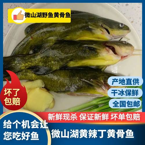 鲜活现杀昂刺鱼全国包邮
