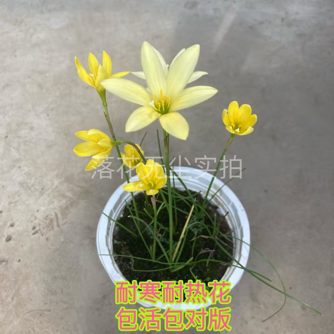 风雨兰花亮黄色多年生耐寒耐热耐旱四季栽种开花久盆栽地栽好养活