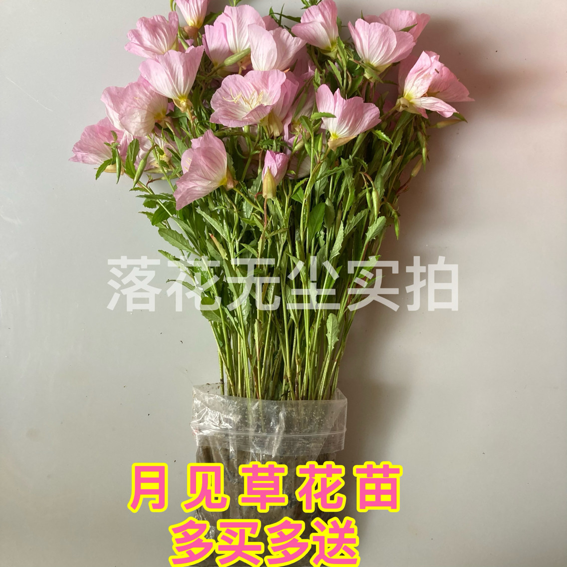 耐寒耐热多年生美丽月见草花苗盆栽地栽花卉开花久生长快繁殖超快