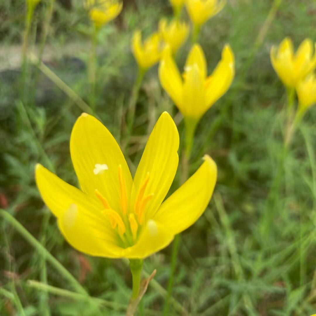 风雨兰花亮黄色多年生耐寒耐热耐旱四季栽种开花久盆栽地栽好养活