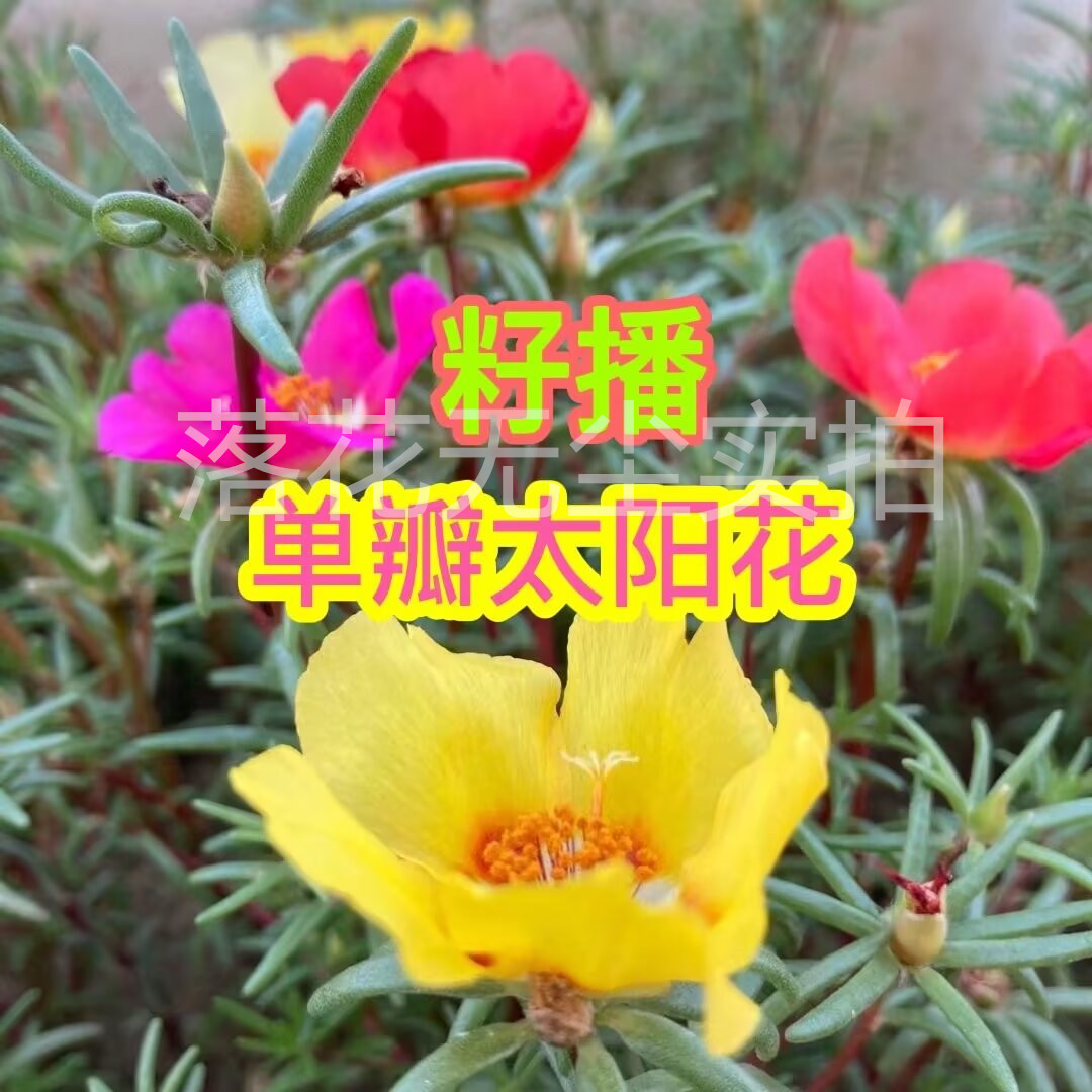 籽播针叶单瓣太阳花苗耐热带花苞