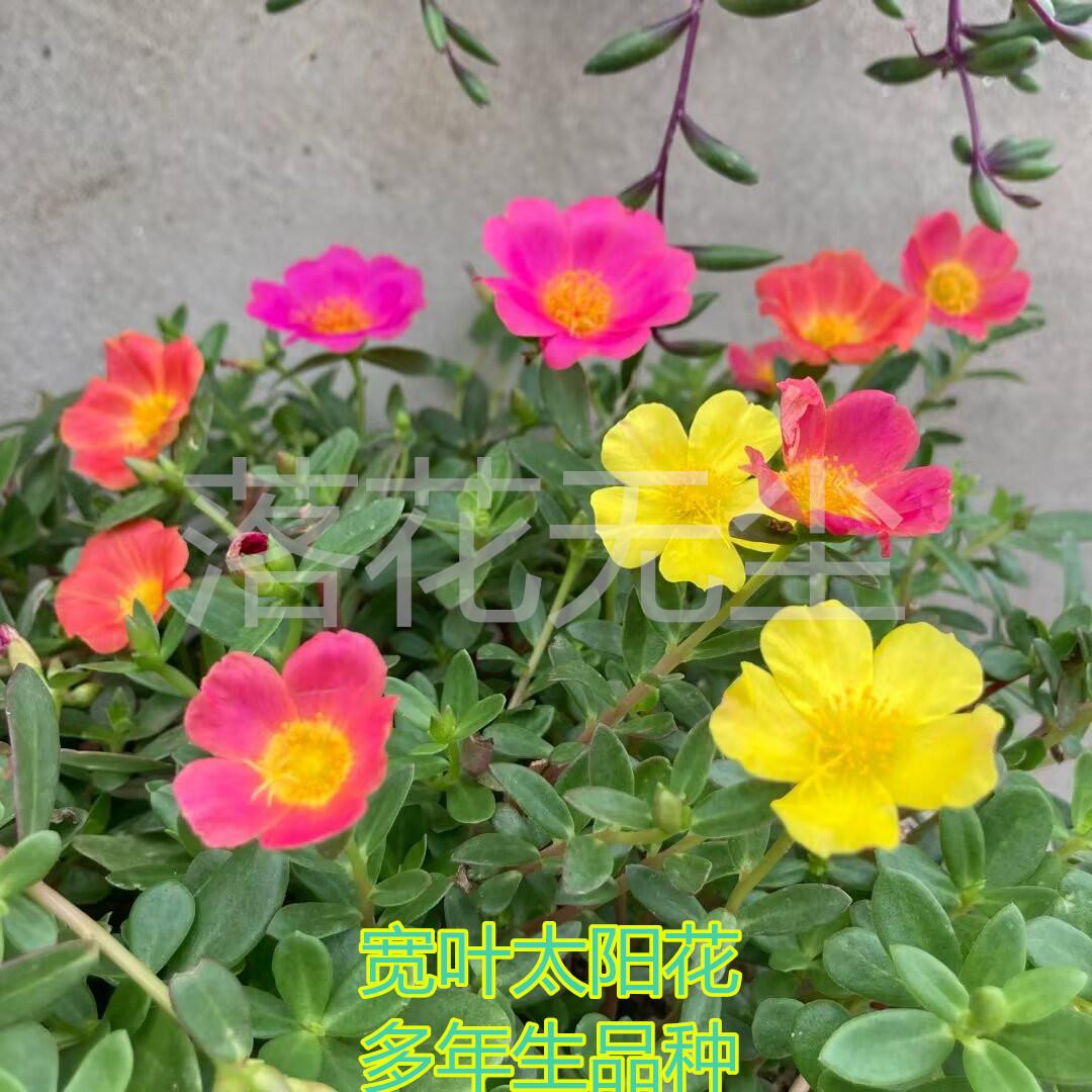 单瓣混色阔叶太阳花马齿笕宽叶图片
