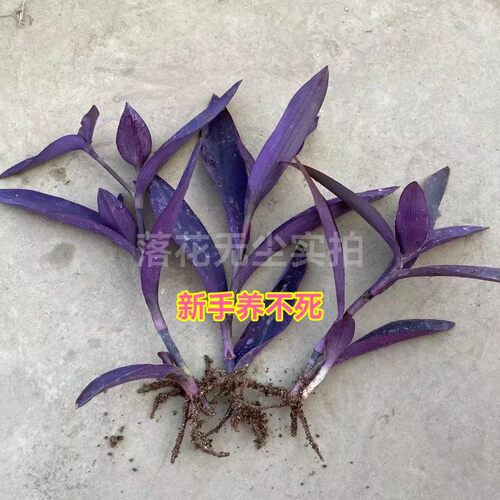 紫竹梅紫罗兰吊兰盆栽地栽好养活