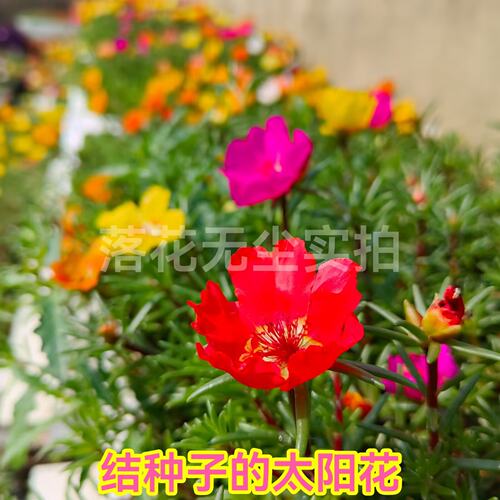 结种子单瓣太阳花夏耐晒混色好养