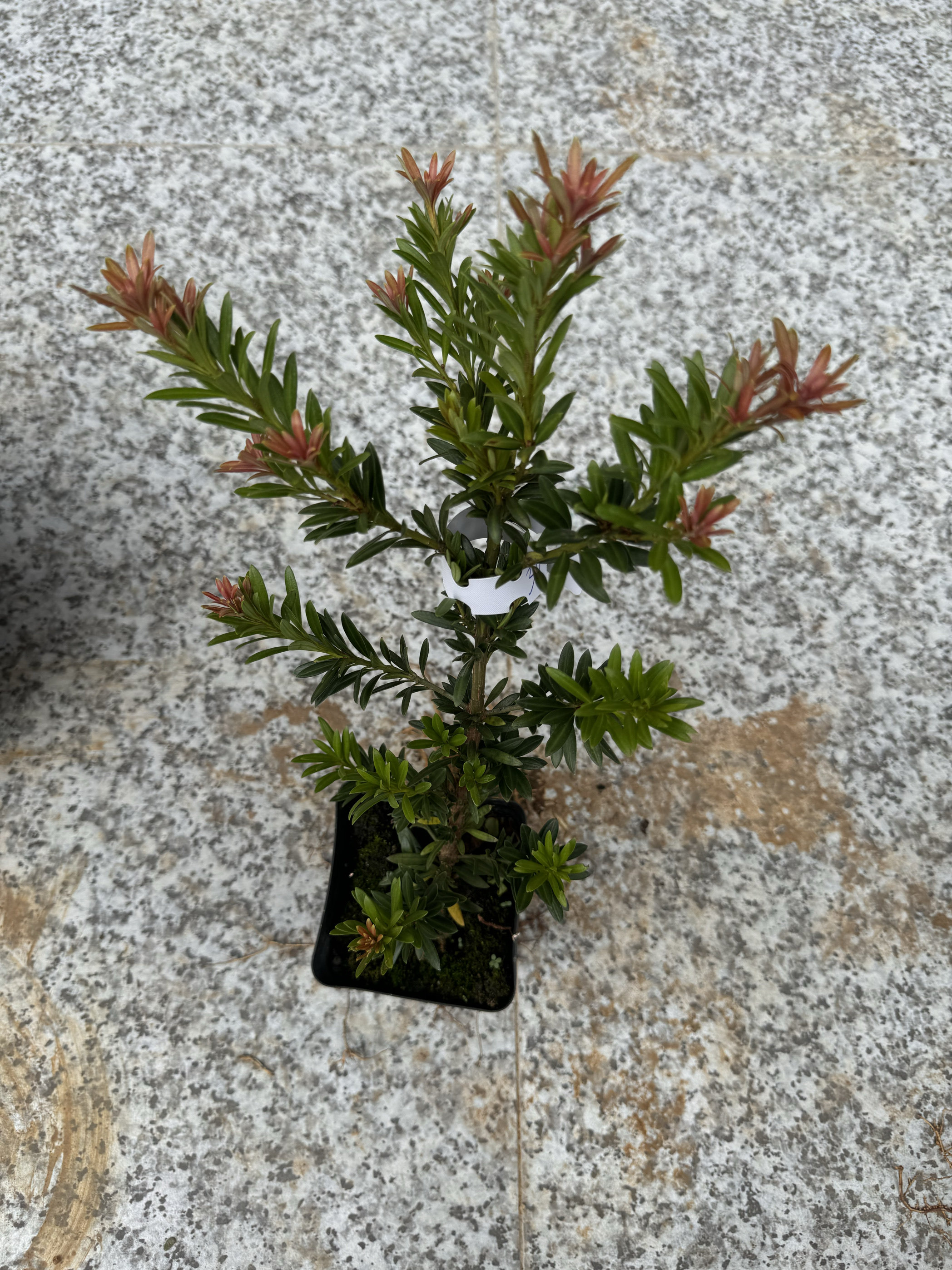 原生红芽红宝石小红帽罗汉松树苗绿植小苗盆景造型