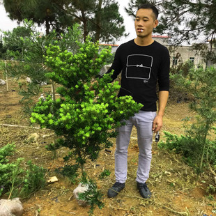 正宗台湾金钻罗汉松非绿钻珍珠雀舌大型绿植客厅大树苗