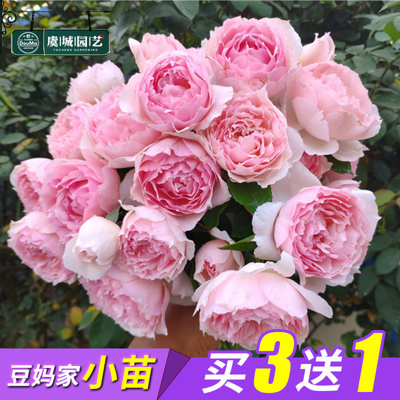 小苗|虞城园艺 爬藤月季 威基伍德 粉伍德 淡粉色大花浓香丰花在类目 鲜花速递/花卉仿真/绿植园艺, 花卉/绿植盆栽（新）, 花卉中 - 来自Buy2taobao.com提供专业的淘宝代购服务