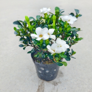 达摩栀子花圆叶水横枝盆景造型盆栽绿植花卉开花香四溢种植结果实