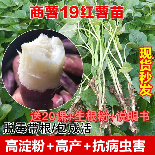 商薯19白心板栗红薯种苗脱毒蜜薯苗种地瓜苗秧番薯高淀粉山芋秧苗