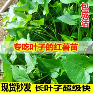 食叶型红薯叶苗专吃叶子的地瓜苗秧食用番薯山芋秧苗广菜红署苗种