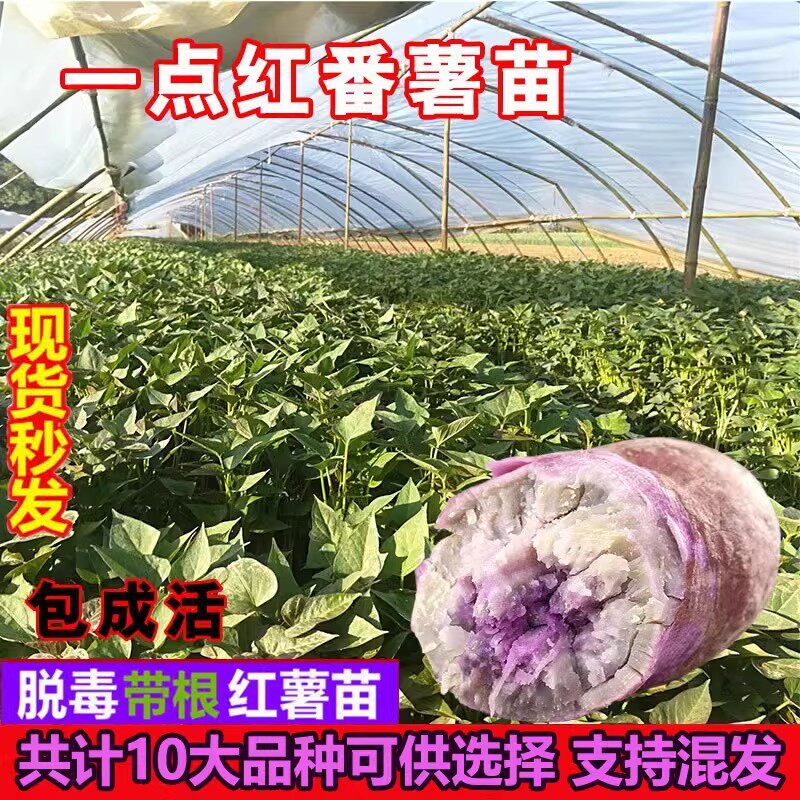 一点红冰淇淋红薯苗秧烟薯种苗西瓜红薯苗紫薯苗种高产地瓜秧苗