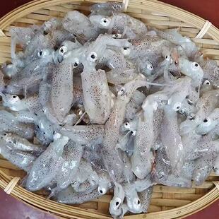 福建海兔子墨鱼仔笔管小鱿鱼小鱿鱼无籽笔管蛸新鲜新鲜鱿鱼仔海兔