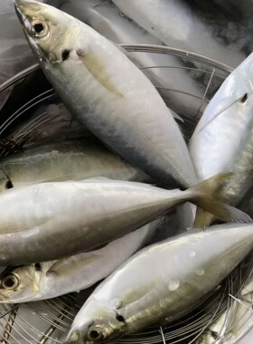 特大巴浪鱼福建竹夹鱼海产水产海捕干煎山鲐鱼正宗便宜的海鱼