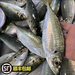 福建本港无污染巴浪鱼烧烤非养殖香煎海产速冻现捕非秋刀鱼正宗