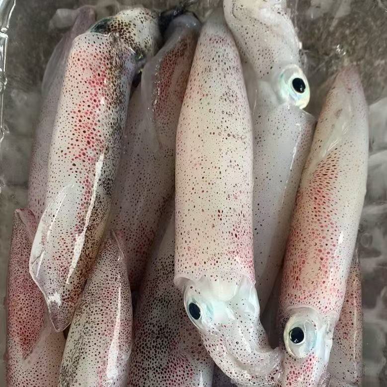 爽口小鱿鱼优质高好评小笔管新鲜鱿鱼仔特级鱿鱼速冻迷你小管海鲜
