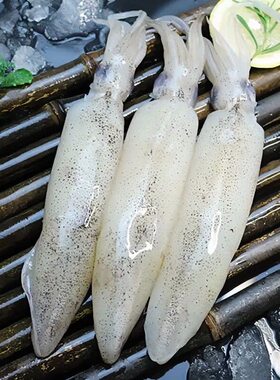 紧实小鱿鱼优质高好评小笔管新鲜鱿鱼仔特级鱿鱼速冻迷你小管海鲜