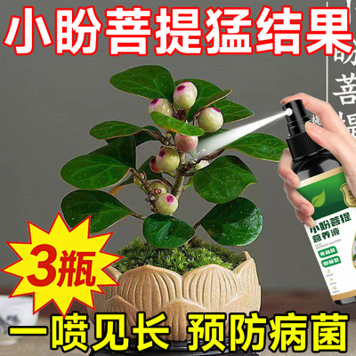 小盼菩提专用营养液促生根壮苗防黄叶掉叶落果不结果烂根枯萎难养