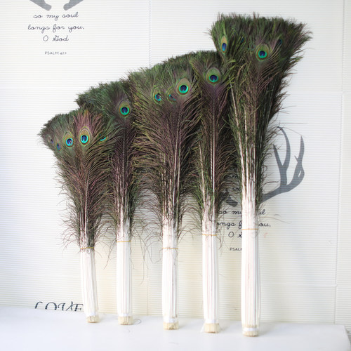 天然真孔雀羽毛 客厅摆件花瓶插花装饰品diy配件孔雀毛翎尾