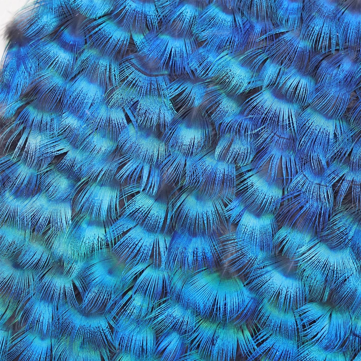 包邮天然孔雀脖子蓝片点翠羽毛diy手工饰品羽毛配件3-9cm多尺寸,饰品/流行首饰/时尚饰品新,其他DIY饰品配件,淘宝优惠券,粉丝福利购,淘宝优惠卷