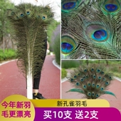 天然孔雀羽毛 摆件客厅网红diy材料饰品大翎尾孔雀毛真羽毛装 饰