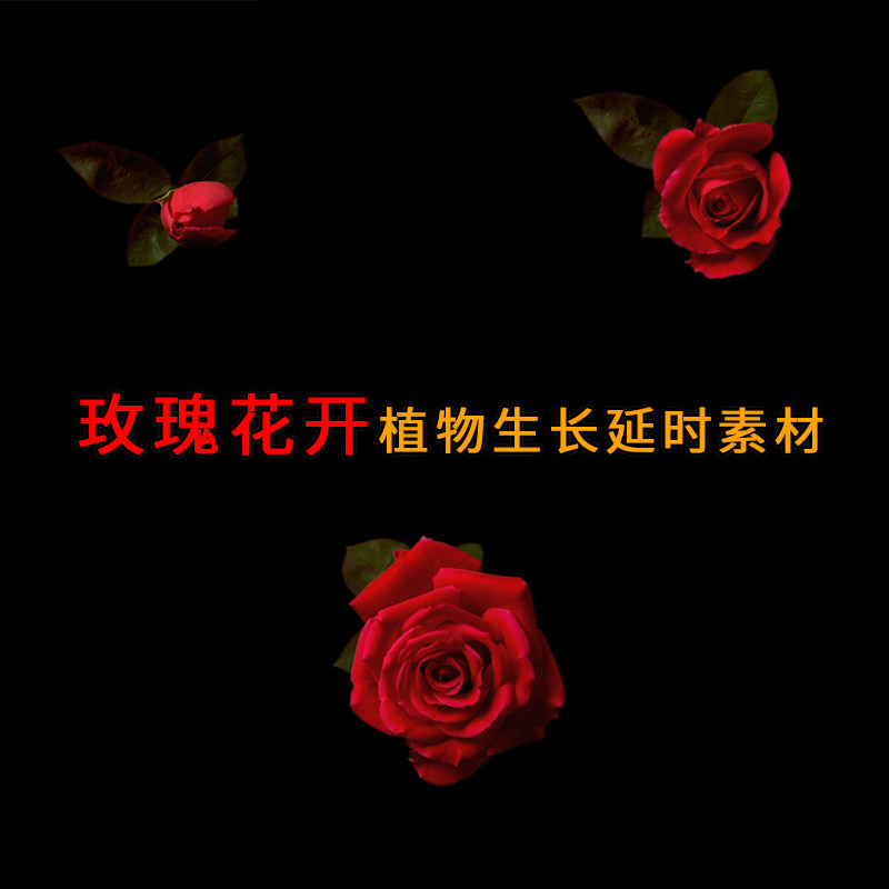 ae影视包装pr透明通道红色玫瑰花开植物生长延时摄影视频合成素材