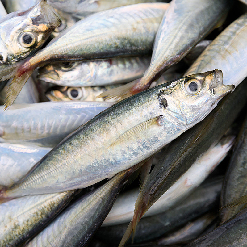 东山岛巴浪竹夹鱼蓝圆鲹刺巴棍子池鱼海鲜水产活冻氨基酸5斤包邮