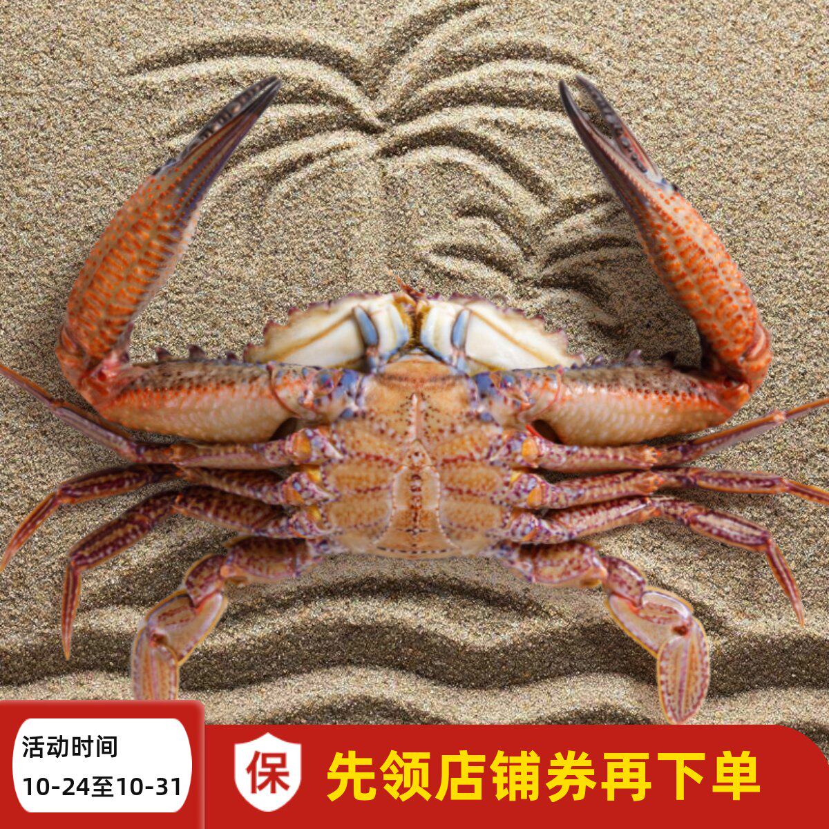 东山岛海鲜水产海捕金刚蟹生腌黑蟹黑将军黑鲟善泳蟹螃蟹发货1斤