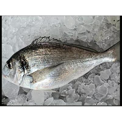 深海冰鲜冷冻金头鲷刺身
