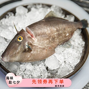 刺身绿鳍马面鲀剥皮鱼马面鱼东山岛养殖