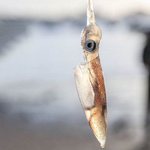 东山岛海兔笔管鱼活冻