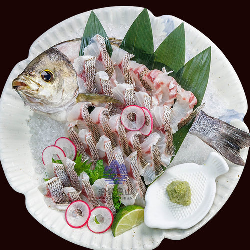 伊佐木东山岛养殖黄鸡鱼丰厚油脂风味刺身三线矶鲈海鲜水产