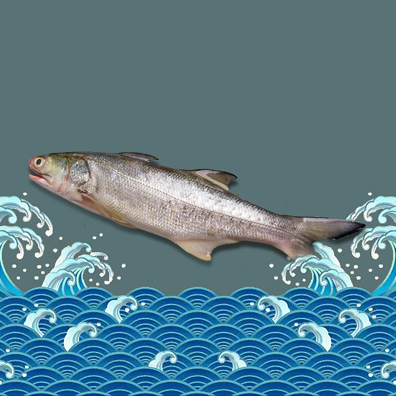 午鱼四指马鲅马友鱼章跳