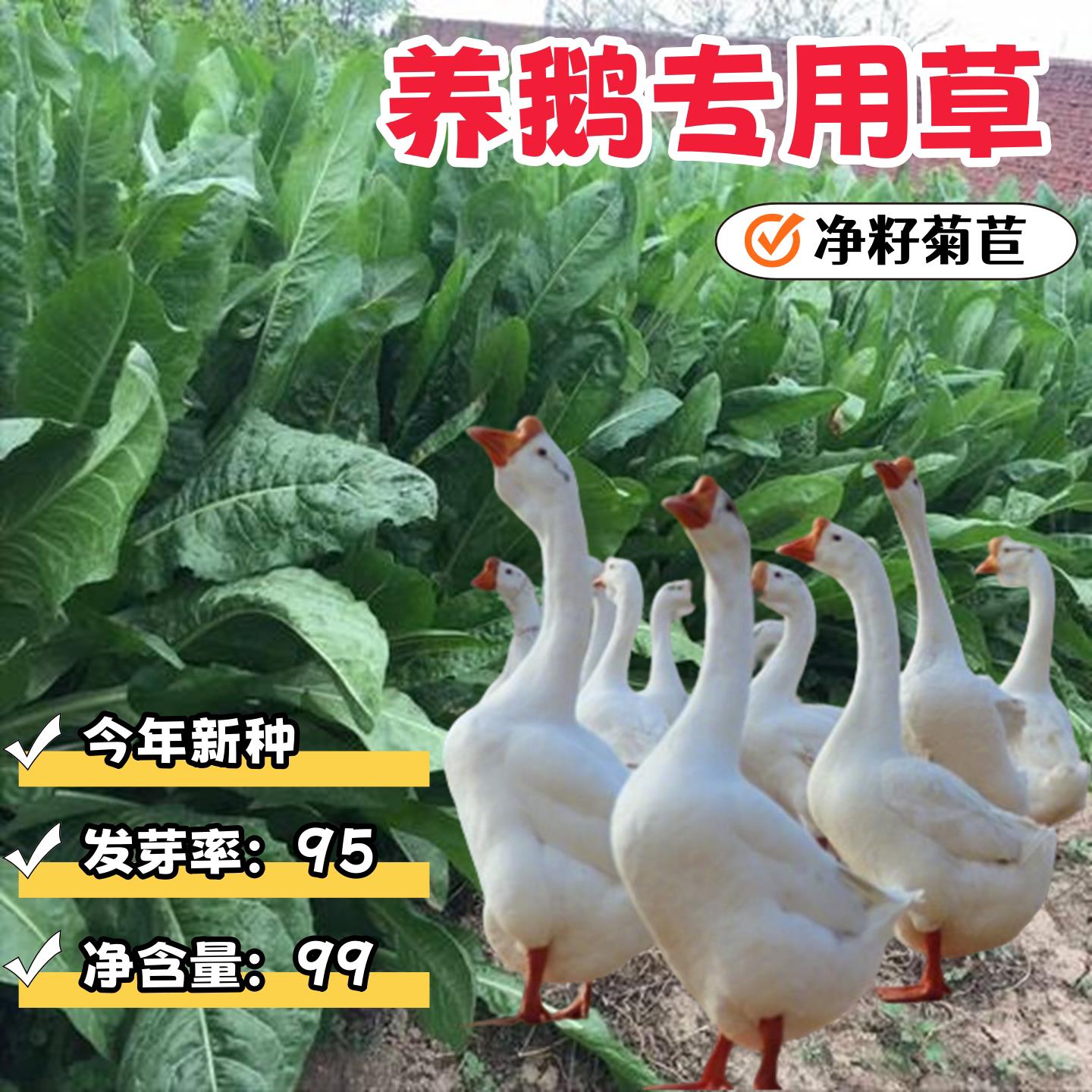 养鹅专用草将军菊苣草籽鹅吃的草大叶菊苣草种净籽牧草种子鹅草籽