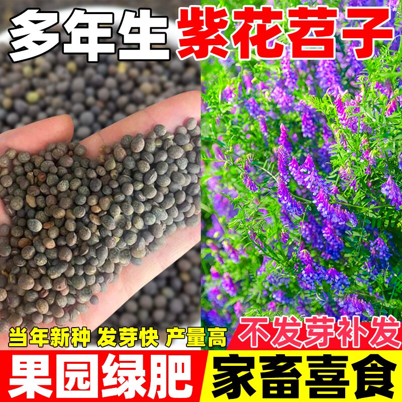 光叶紫花苕种子毛苕子牧草果园绿肥种籽高产箭舌野豌豆多年生草籽