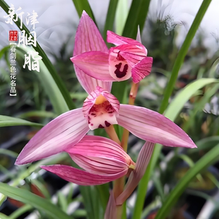春剑兰新津胭脂秋冬带花苞原生老种粉桃色花经典浓香国兰花苗耐寒