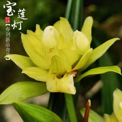 春剑宝莲灯年霄花带花苞花香浓郁