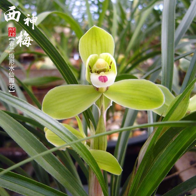 春兰西神梅秋冬带花苞原生老种梅形水仙瓣兰花苗矮种浓香国兰耐寒,鲜花速递/花卉仿真/绿植园艺,国兰/杂交兰/洋兰类,淘宝优惠券,粉丝福利购,淘宝优惠卷