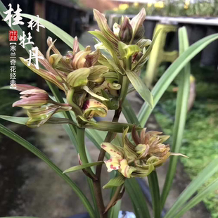 寒兰桂林牡丹秋冬带花苞原生老种奇花经典国兰浓香兰花苗阳台花卉