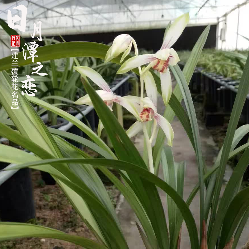 建兰日月潭之恋夏秋带花苞老种四季兰花苗室内喜阴花卉绿植物浓香