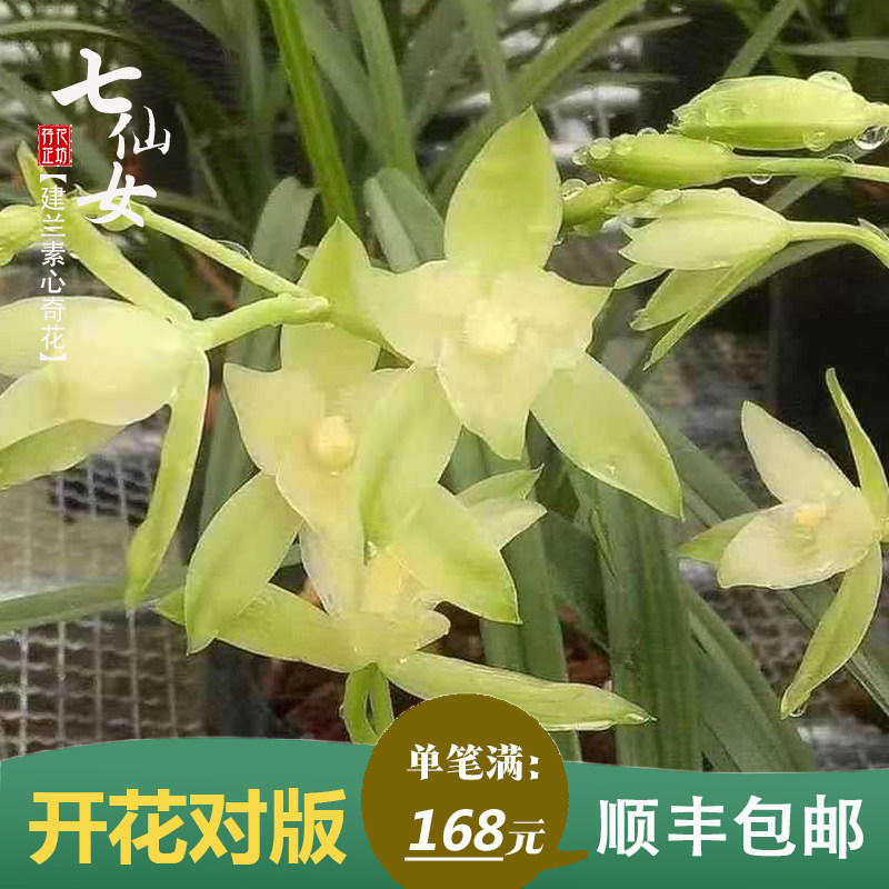 建兰素心奇花七仙女夏四季兰花草带花苞室内阳台花卉绿植物浓香型