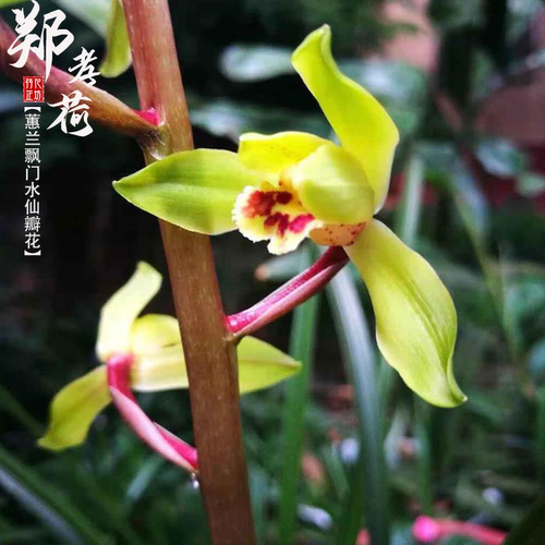 蕙兰郑孝荷带花浓香原生老种正品