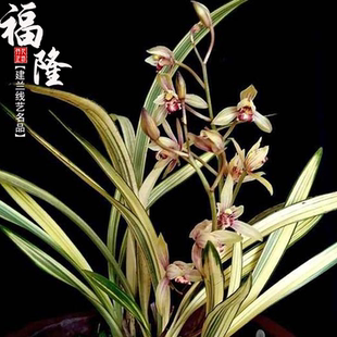 帶花苞蘭花苗室內(nèi)陽(yáng)臺(tái)喜陰花卉綠植物盆栽 建蘭福隆中透藝夏秋四季