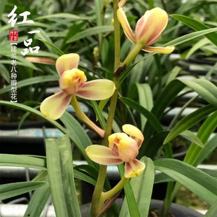 兰花苗带花苞正品 建兰八大名品红一品夏四季 老种浓香室内阳台花卉