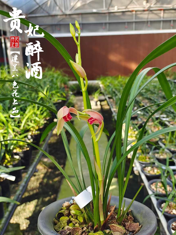 新品建兰贵妃醉酒夏秋带花苞四季兰花原生老种色花上品苗室内花卉
