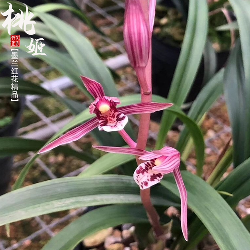 报岁墨兰桃姬甜香带花苞原生老种