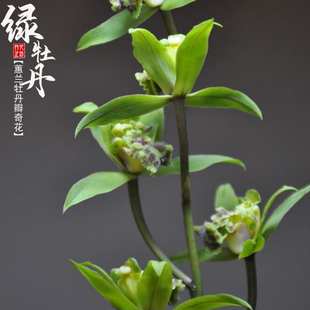 蕙兰绿牡丹秋冬春带花苞老种奇花浓香名贵兰苗室内阳台喜半阴盆栽